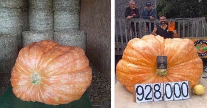 Le plus gros potiron de France est comestible et pèse... 928 kg 
