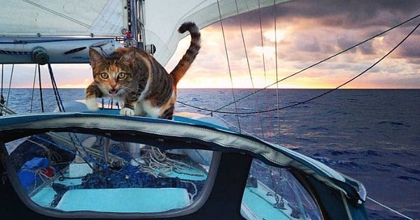 Quitter son job, faire le tour du monde en voilier et recueillir un chat : la vie fascinante de Liz Clark, une femme pas comme les autres !