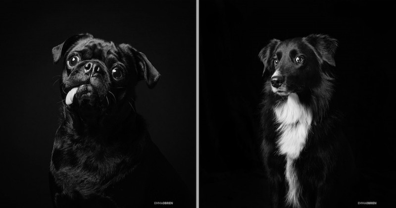 Pour favoriser leur adoption, cette photographe immortalise des chiens et chats noirs abandonnés avec de très belles photos