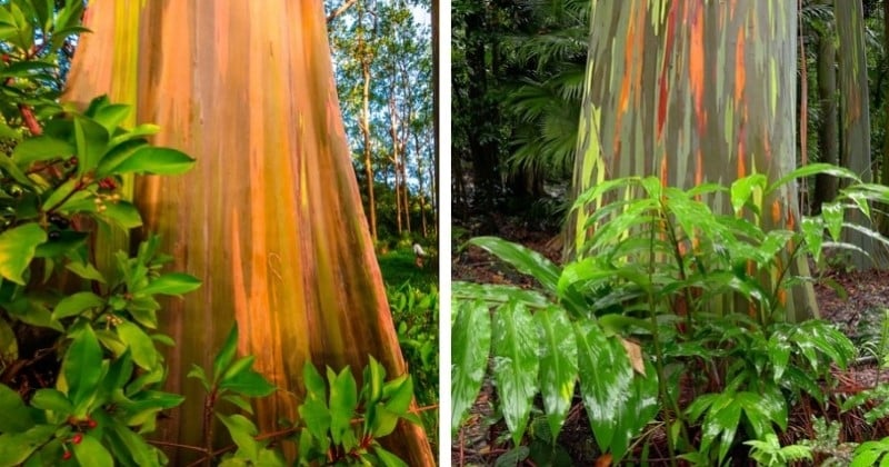 Ces arbres aux couleurs de l’arc-en-ciel sont des merveilles de la nature