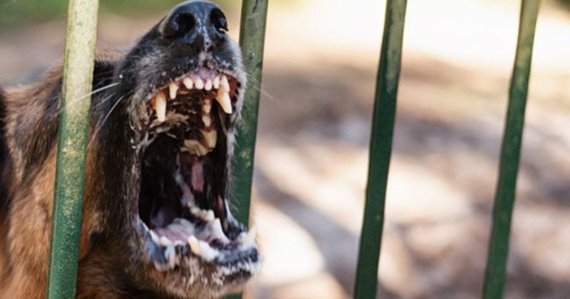 Un rarissime cas de rage canine détecté chez un chien qui a mordu plusieurs personnes, en Île-de-France
