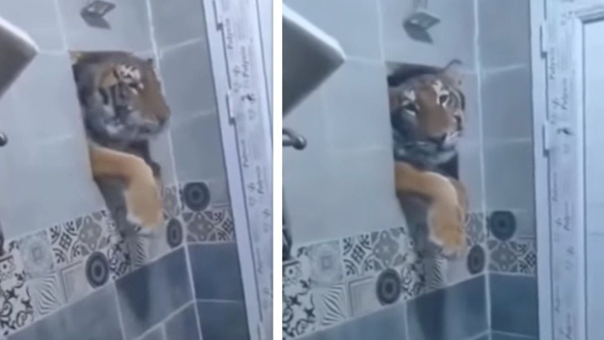 Il est surpris par un tigre qui passe par la fenêtre alors qu'il prend sa douche, la vidéo devient virale