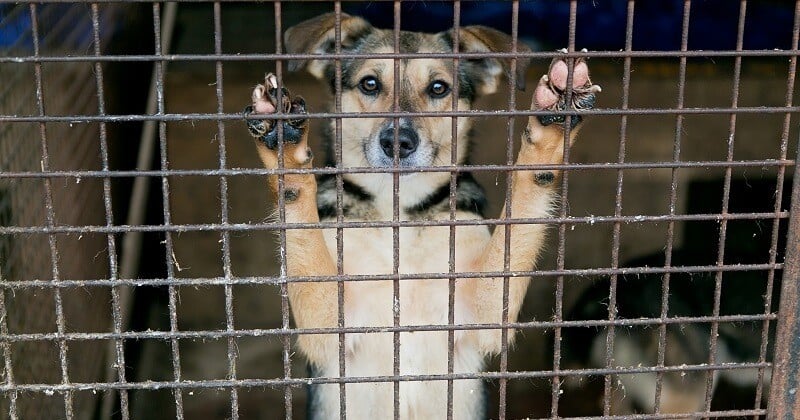 Les petits refuges animaliers ne recevront pas d'aide financière du gouvernement