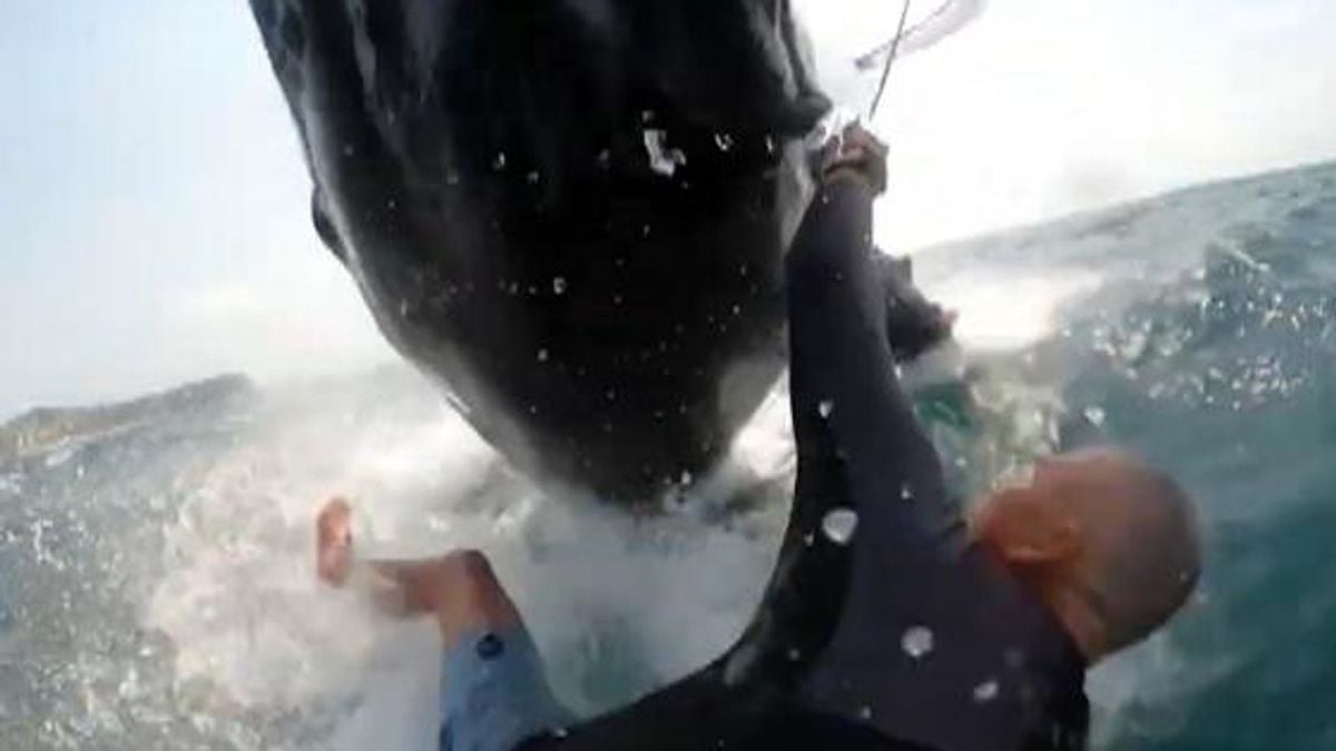 Vidéo : un surfeur percuté par une baleine et entraîné sous l'eau, des images terrifiantes