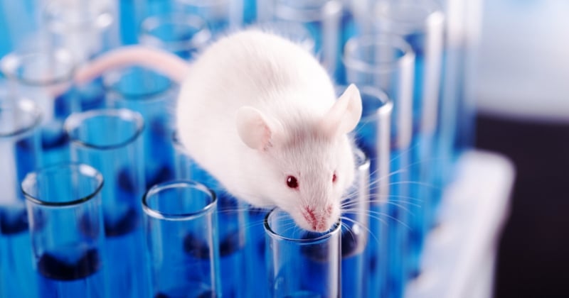 Le Parlement européen dit stop aux expériences scientifiques sur les animaux 