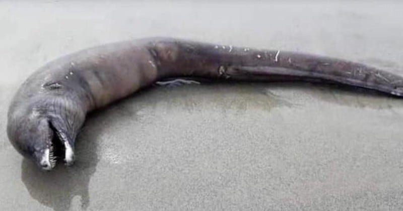 Une créature mystérieuse et encore inconnue a été retrouvée morte échouée sur une plage mexicaine