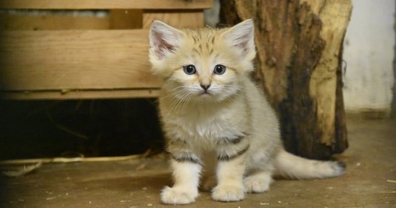 À Lyon, quatre chatons des sables, une espèce peu connue, sont nés au zoo de la Tête d'Or 