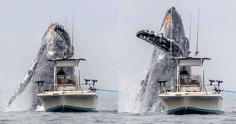 Une vidéo époustouflante immortalise le saut d'une baleine à bosse au-dessus d'un bateau de pêcheur