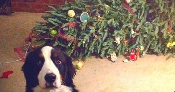 19 animaux domestiques qui ont ruiné le Noël de leurs maîtres !