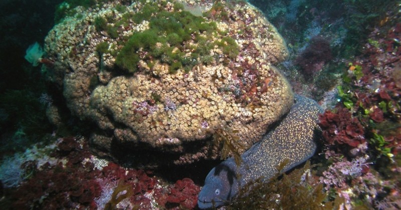 En Méditerranée, des coraux décimés par une vague de chaleur renaissent