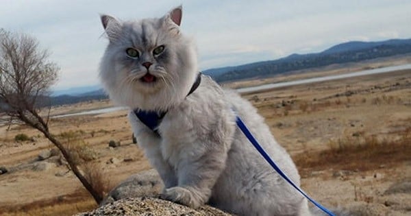 Gandalf, un chat qui passe sans doute des meilleures vacances que vous ! Découvrez les photos géniales de son road-trip à travers les États-Unis