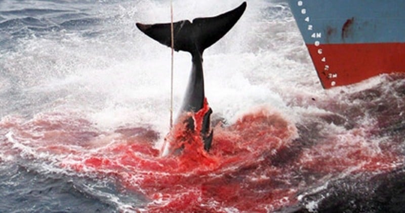 90% des baleines tuées en Norvège sont des femelles enceintes selon un documentaire... Une révélation horrible qui fait polémique !