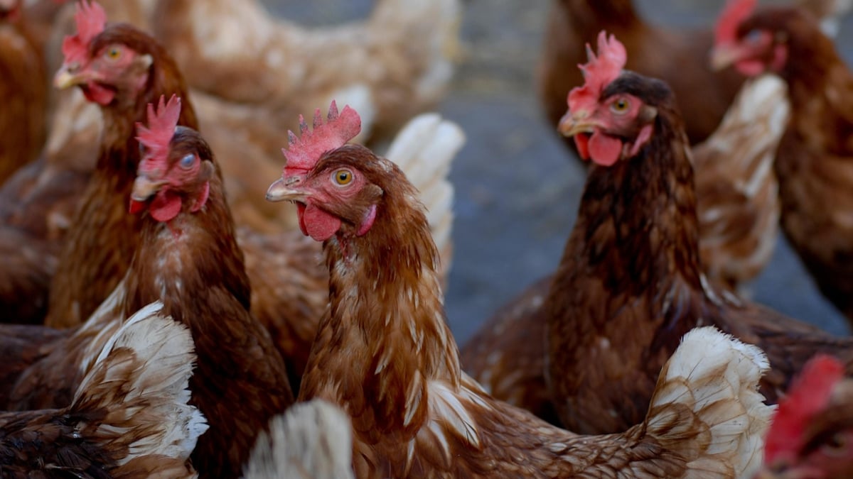 Savoie : une agricultrice installe un élevage de 900 poules et fait vivre un enfer à sa voisine 