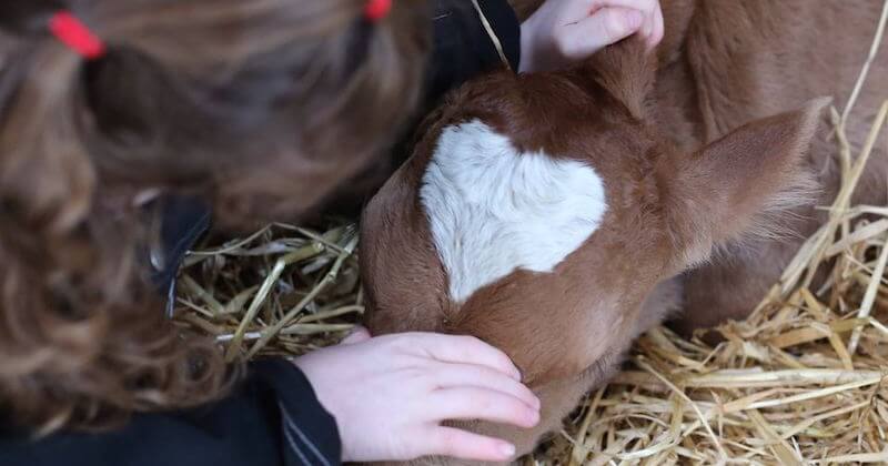 Ce veau naît le 14 février avec une tache en forme de coeur parfait sur la tête