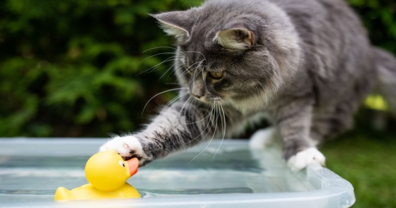 Grosses chaleurs : 5 bonnes astuces pour rafraîchir et protéger son chat 