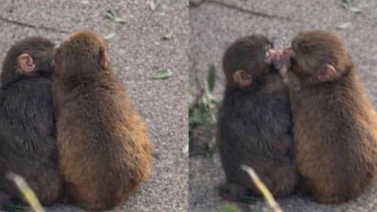 Le célèbre singe Punch a désormais une petite amie, ces nouveaux photos adorables font craquer les internautes