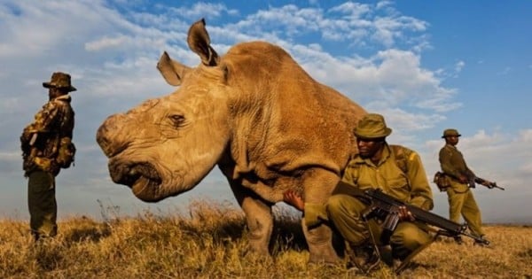 Ce rhinocéros blanc est en permanence protégé par des gardes du corps ! Quand vous verrez pourquoi, vous risquez d'être très choqués...