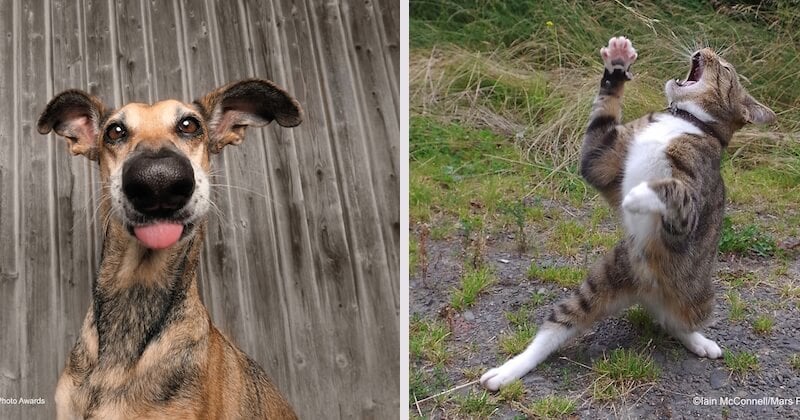 20 photos d'animaux très drôles et amusantes sélectionnées au concours « Comedy Pet Awards 2020 »