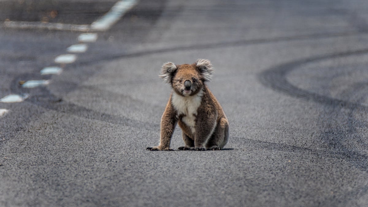 Un koala sauvage sur une route 