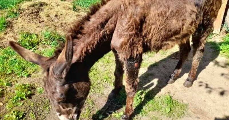  Un refuge du Puy-de-Dôme accueille plus de 300 ânes maltraités et abandonnés