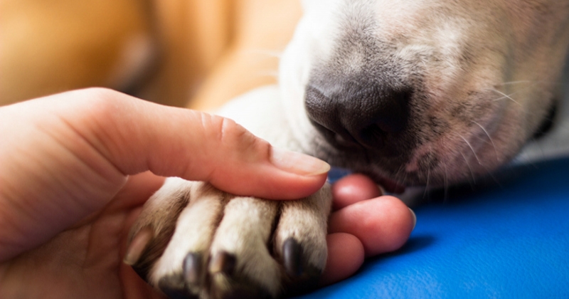 Retrouvailles émouvantes : une chienne de la SPA de Périgueux volée en pleine nuit a été retrouvée saine et sauve 