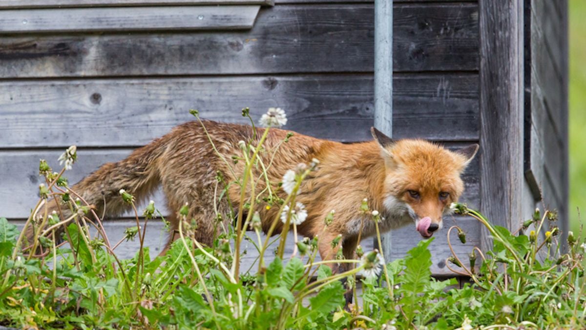 Un renard