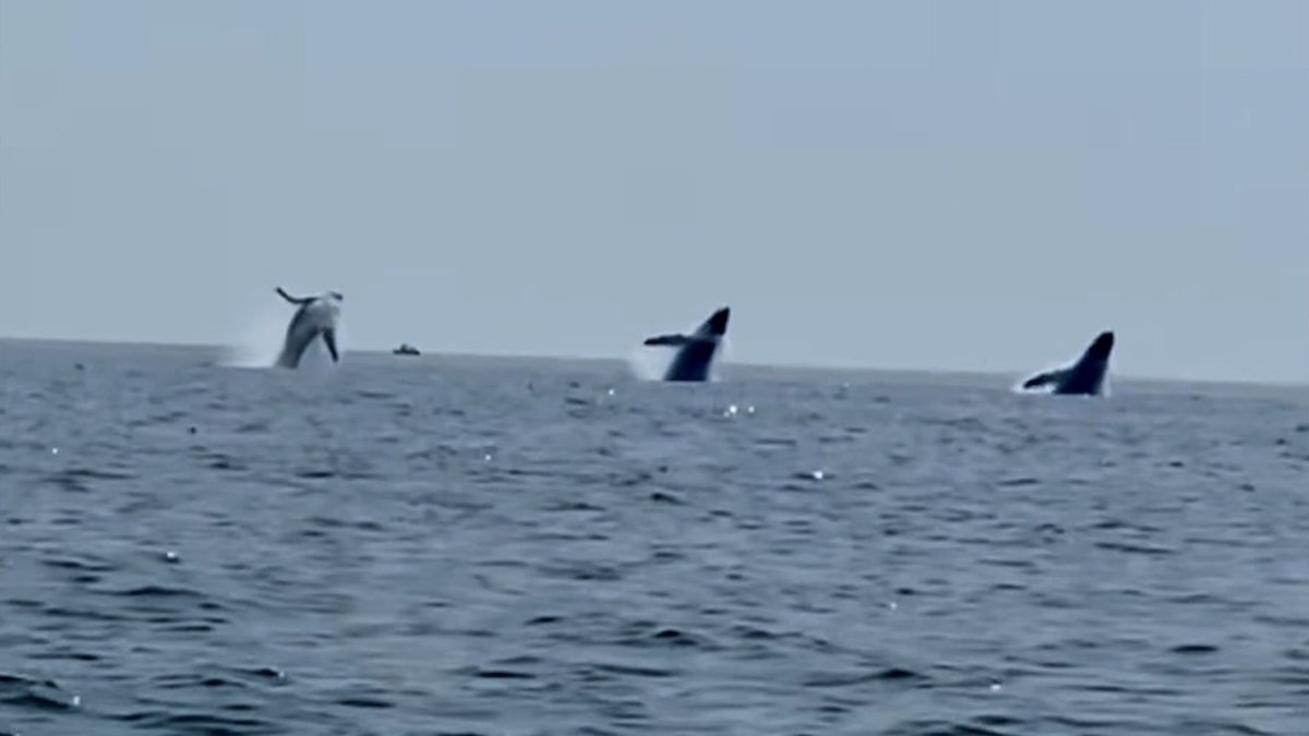 Cette vidéo de trois baleines surgissant hors de l'eau à l'unisson offre un spectacle merveilleux de la nature