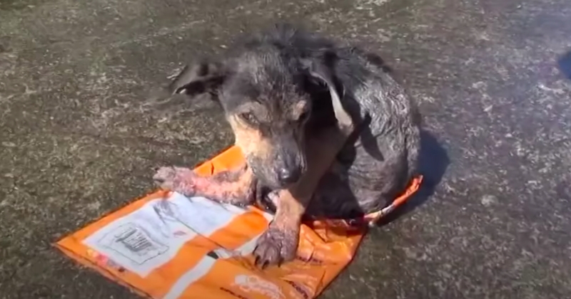 Hope For Paws sauve un chien amputé et abandonné dans une rivière