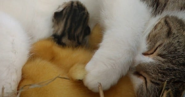 Quand des canetons prennent une chatte pour leur maman, ça donne des photos vraiment craquantes ! Vous n'allez pas résister...