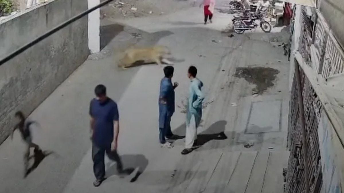 Un lion domestique s'échappe de son enclos et se jette sur une mère et ses 2 enfants 