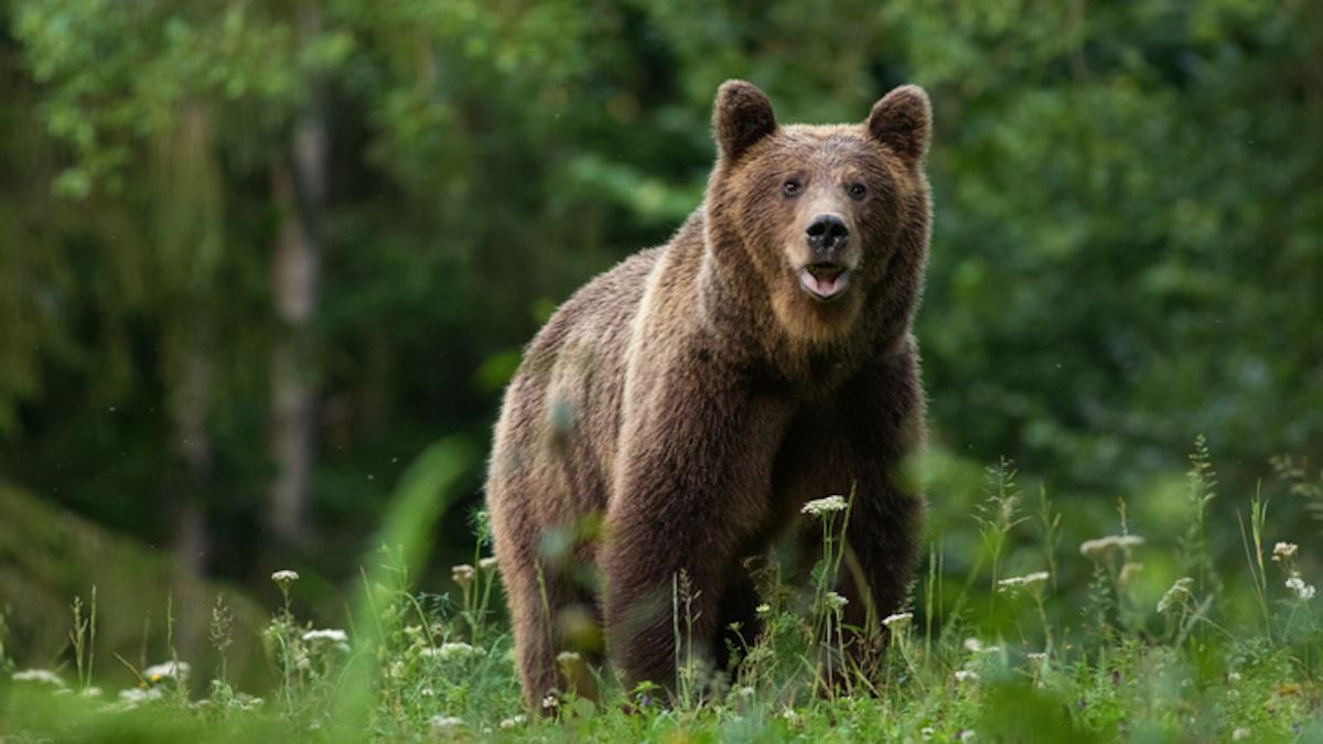Japon : un tournoi de golf arrêté à cause d'un ours faisant irruption sur le parcours