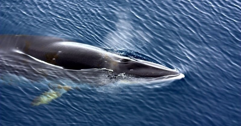 Alors qu'un rorqual a été repéré dans la Seine, un dispositif a été mis en place pour éviter de revivre le drame de l'orque morte le mois dernier