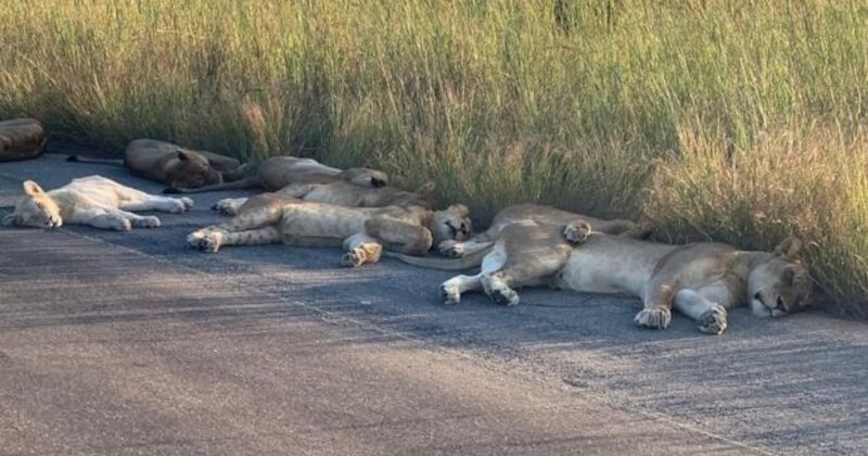 En Afrique du Sud, des lions profitent de la fermeture de leur parc pour faire leur sieste sur la route