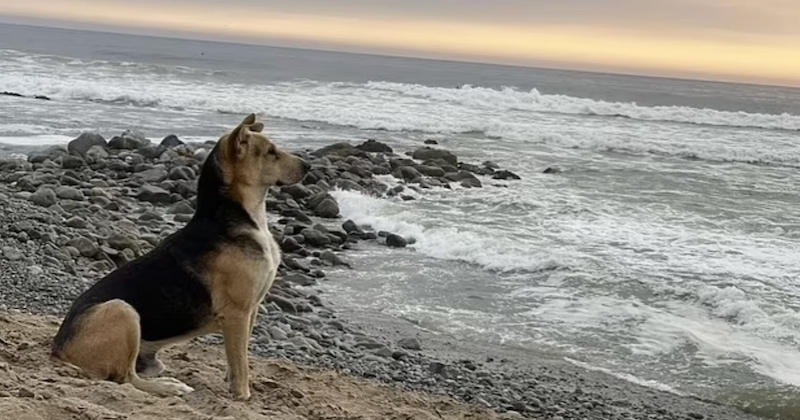 Ce chien se rend chaque jour à la plage pour attendre le retour de son maître, décédé il y a plusieurs années 