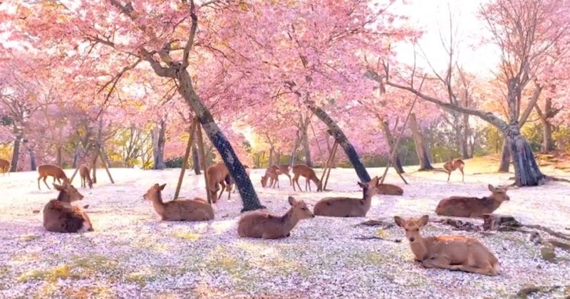 Ces images des cerfs du parc de Nara assis sous des fleurs roses sont juste merveilleuses