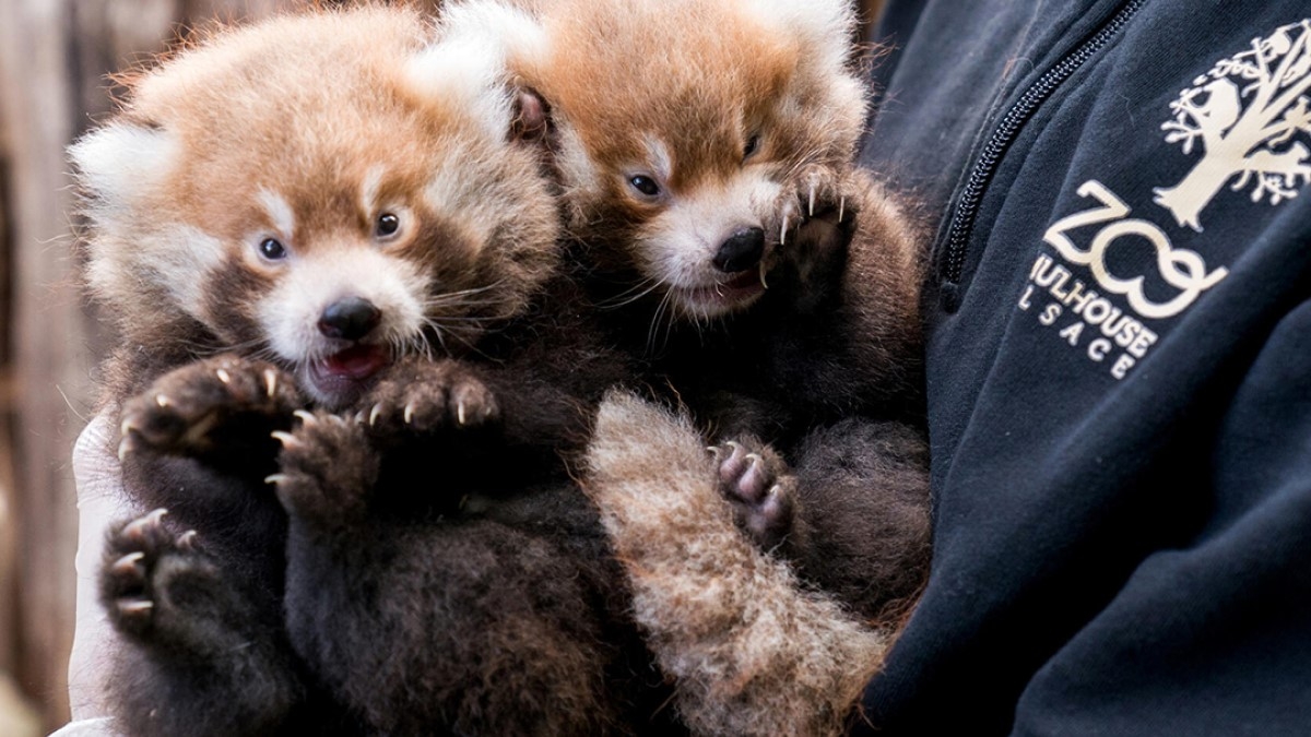 Deux adorables pandas roux sont nés au parc zoologique de Mulhouse, une bonne nouvelle pour l'espèce en danger