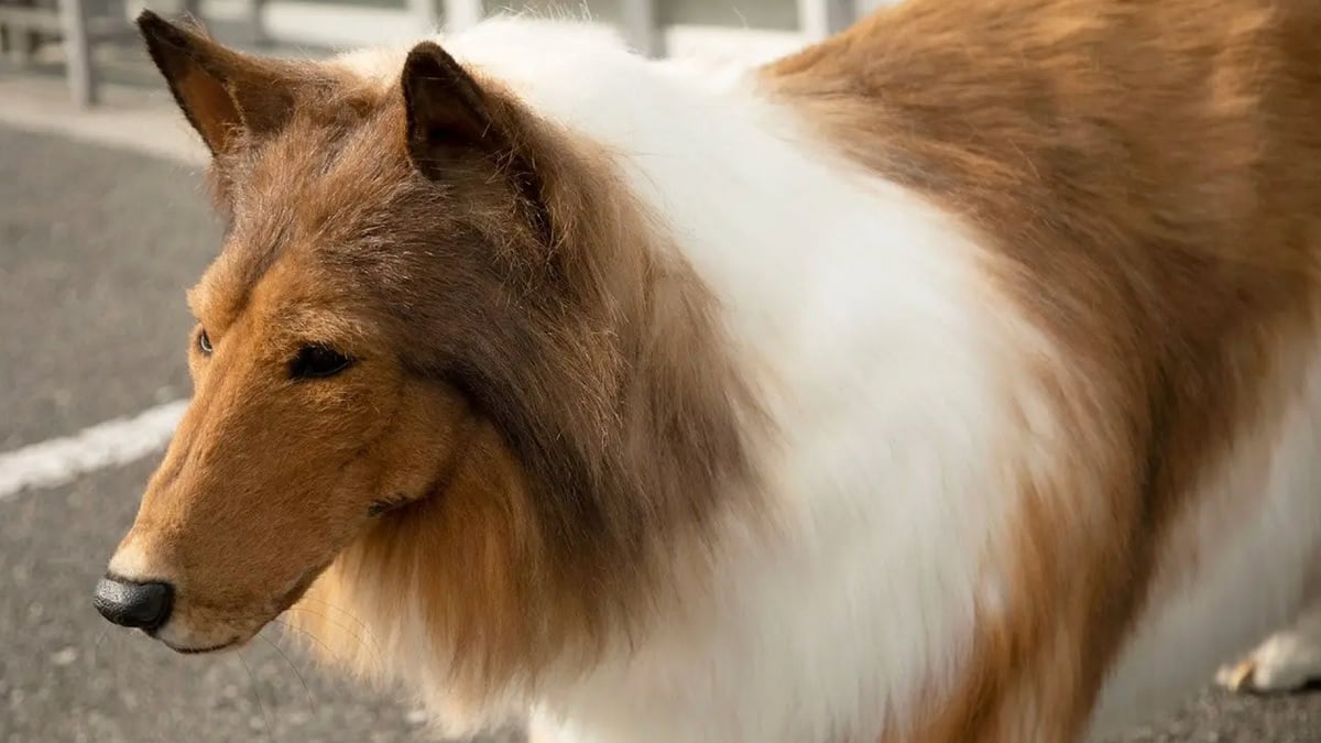 L'homme qui a dépensé 14 000 euros pour devenir un chien révèle enfin ce que sa famille pense de sa passion