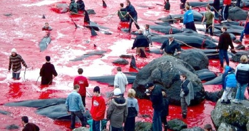 Aux Iles Féroé, la funeste tradition du « grindadráp », la mise à mort de cétacés, reprend de plus belle