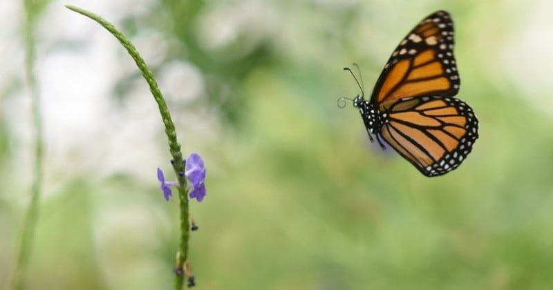 Les insectes pourraient être en voie d'extinction de la planète d'ici 100 ans