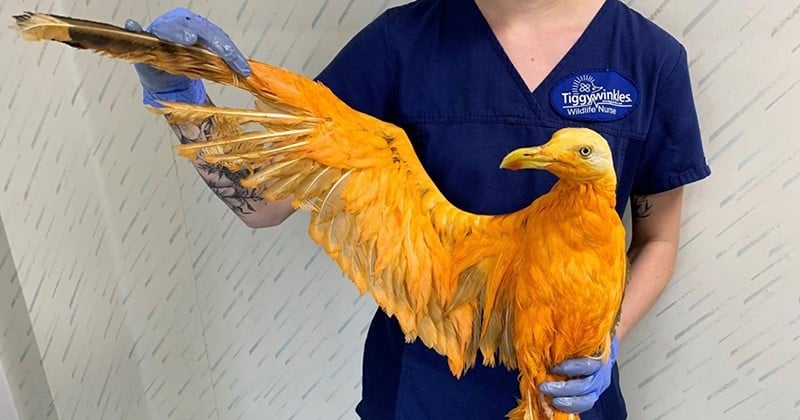Pensant soigner un oiseau exotique, les vétérinaires découvrent qu'il est recouvert de curry