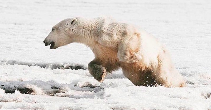 Un ours polaire parcourt 700 km pour trouver de la nourriture et se retrouve perdu dans un village russe