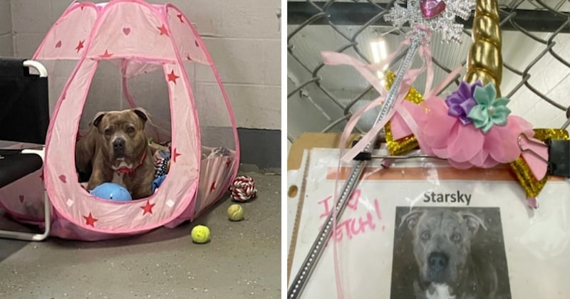 Cette tente de princesse rose aide un chien stressé à se sentir en sécurité dans un refuge pour animaux 