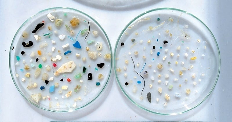 Des microplastiques trouvés dans le sang humain pour la première fois
