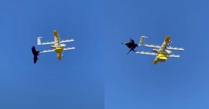 Australie : Google suspend ses essais de livraisons par drone suite à des attaques de... corbeaux