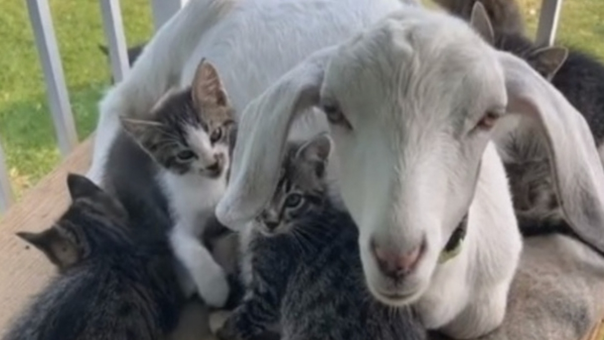 Ce bouc attentionné devient le babysitter de 5 adorables chatons, une vidéo touchante