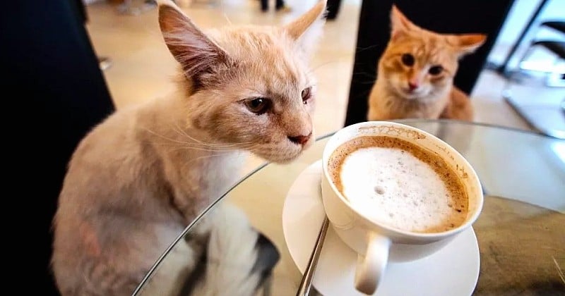 Le premier café à chats du Suède devrait bientôt ouvrir à Stockholm