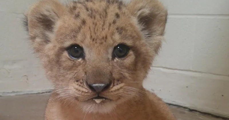 Voici Bahati, la petite lionçonne dont la jolie frimousse a servi de modèle à Disney pour créer Simba dans le Roi Lion