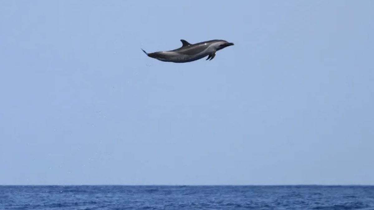 « Ce n'est pas de l'IA » : un dauphin fait un saut de 4,5 mètres au-dessus de l'océan 