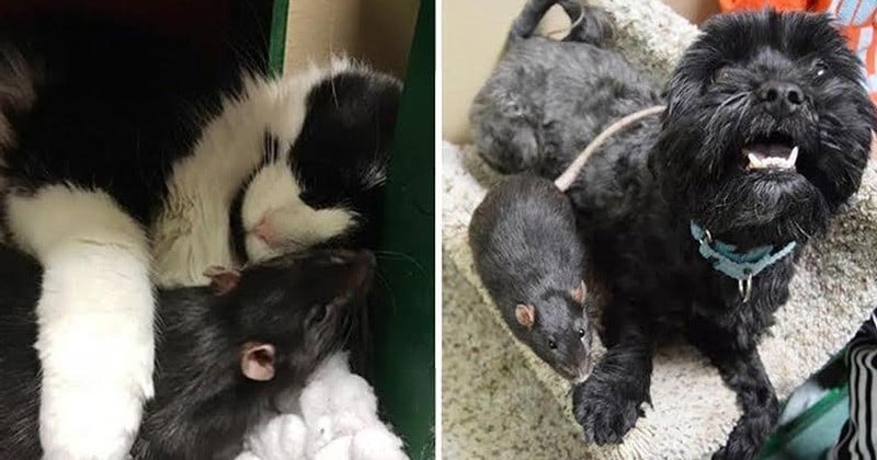 Inséparables : Ce chien, ce chat et ce rat ne peuvent plus vivre les uns sans les autres après avoir été habitués à partager la même pièce dans un refuge pour animaux 