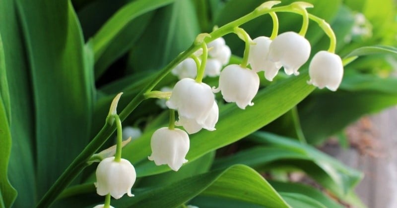 Comment conserver du muguet pour le garder longtemps ?